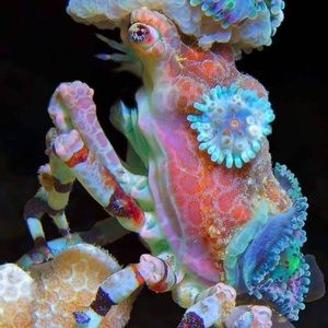 Meet your Posher, Meriem